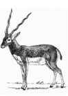 antelope