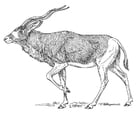 Coloring page Antelope