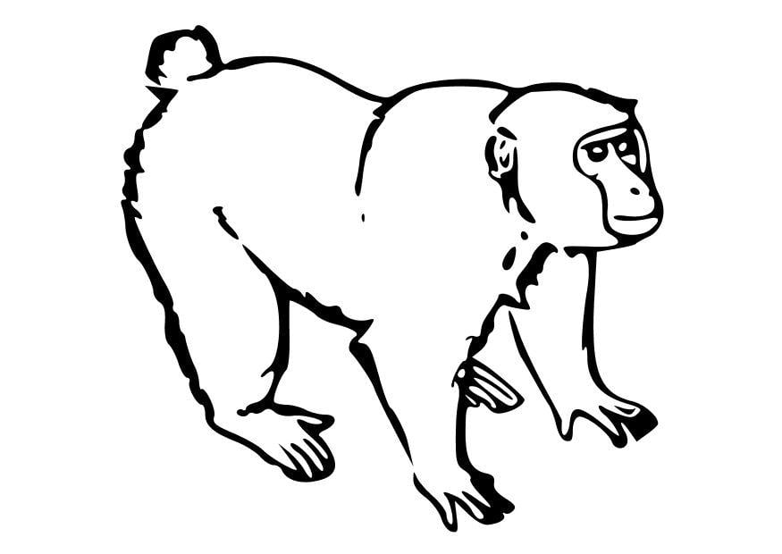 Coloring page ape