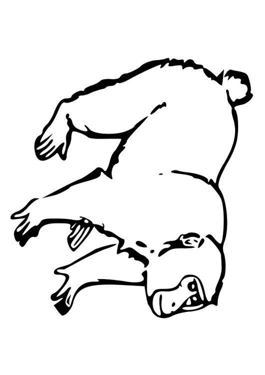 ape