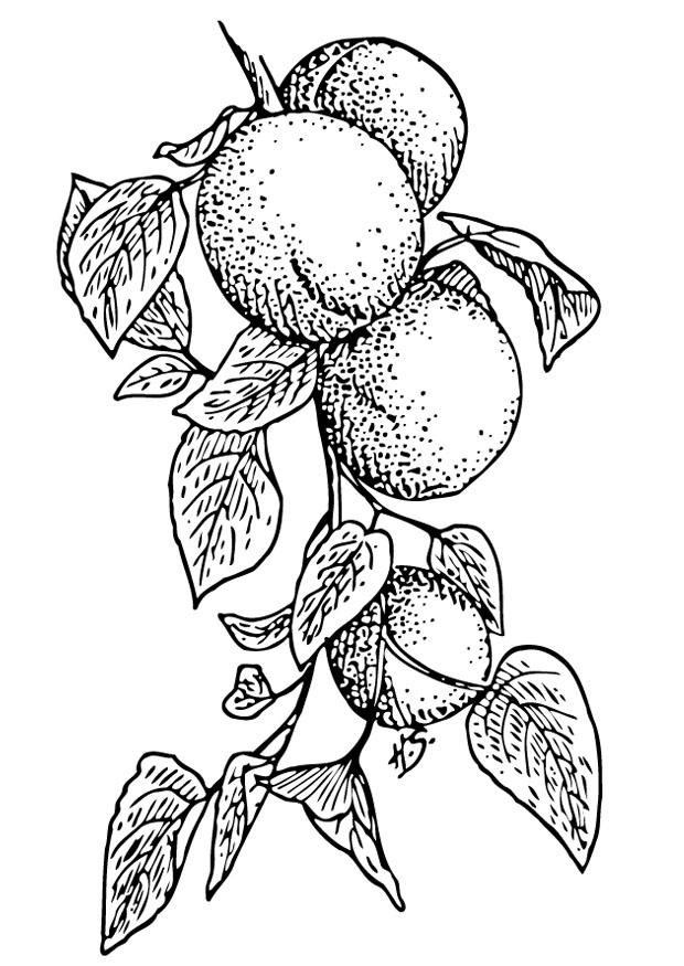 Coloring page apricots