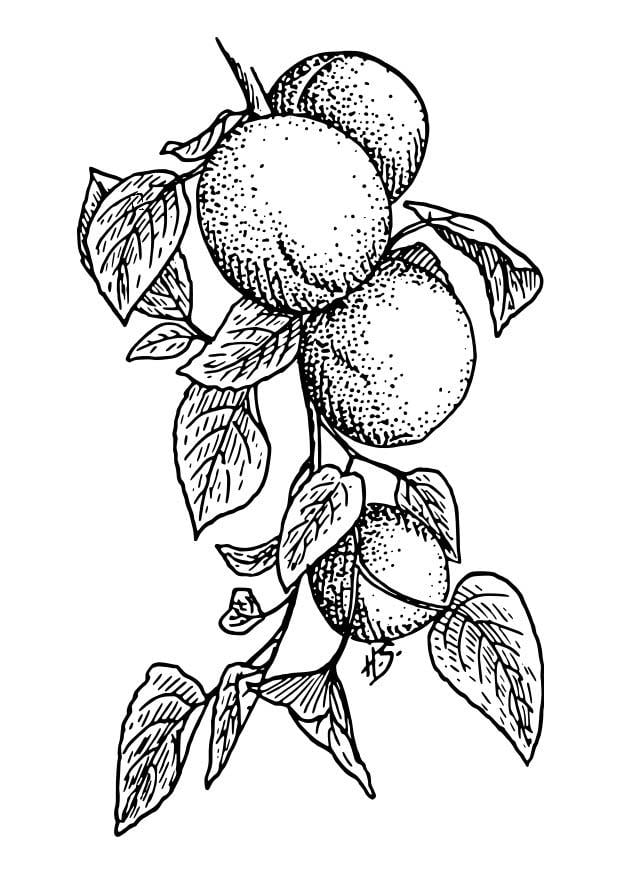 Coloring page Apricots