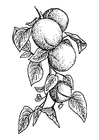 Coloring page Apricots