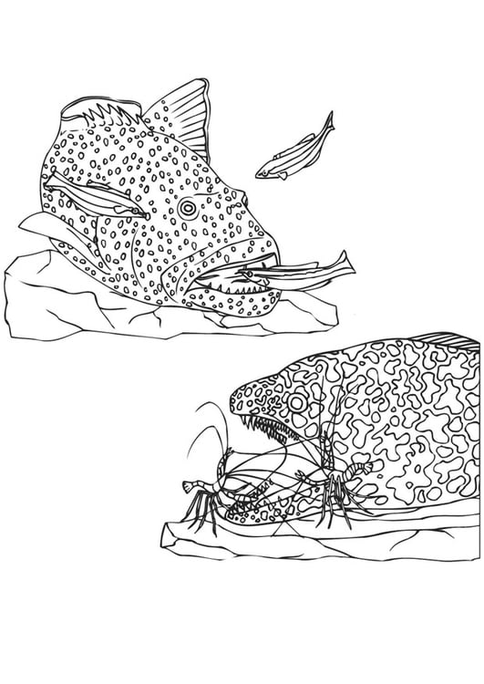 Coloring page aquatic food chain