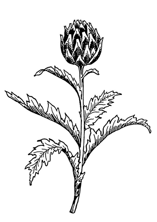 Coloring page artichoke