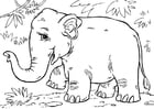 Coloring page Asian elephant