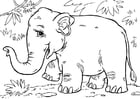 Coloring pages Asian elephant