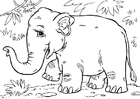 Asian elephant