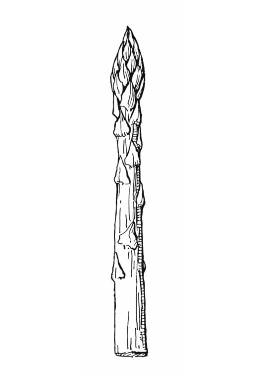 Coloring page Asparagus
