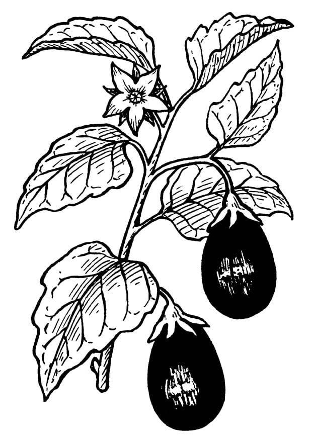Coloring page aubergine