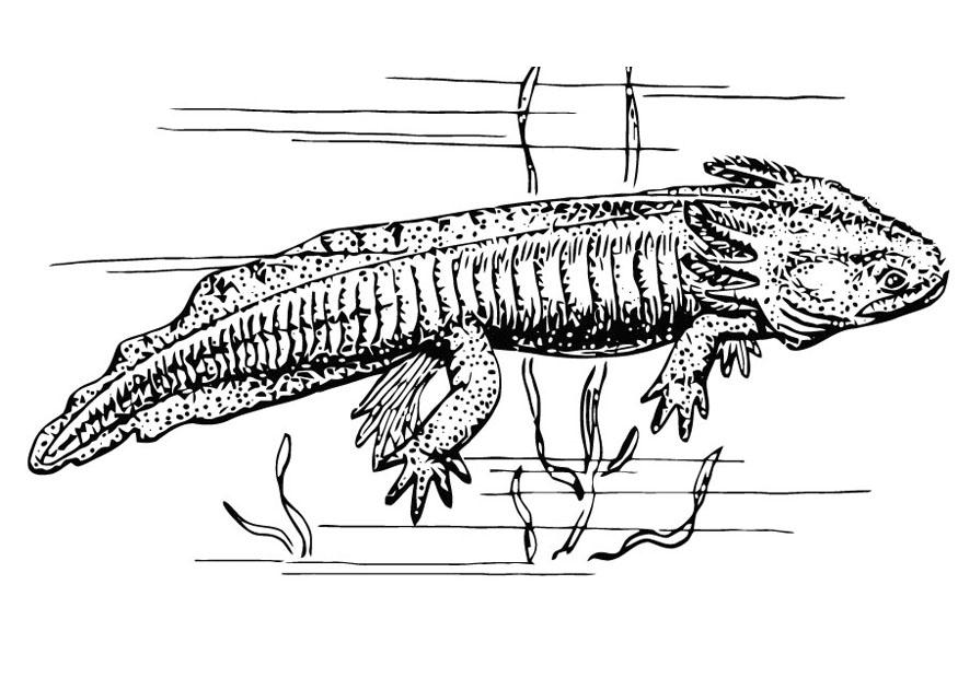 Coloring Page Axolotl - free printable coloring pages