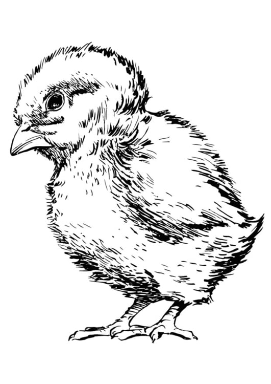 Coloring page baby chicken
