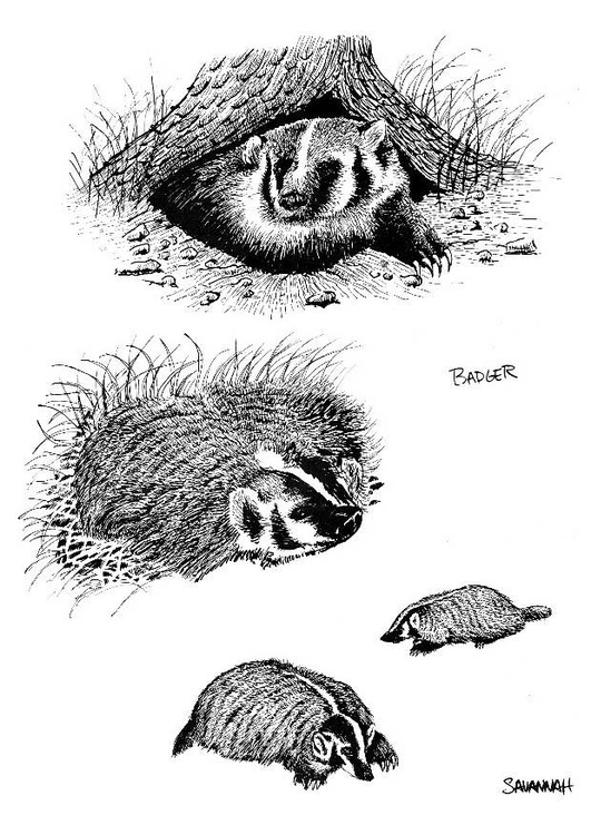 Coloring page badger