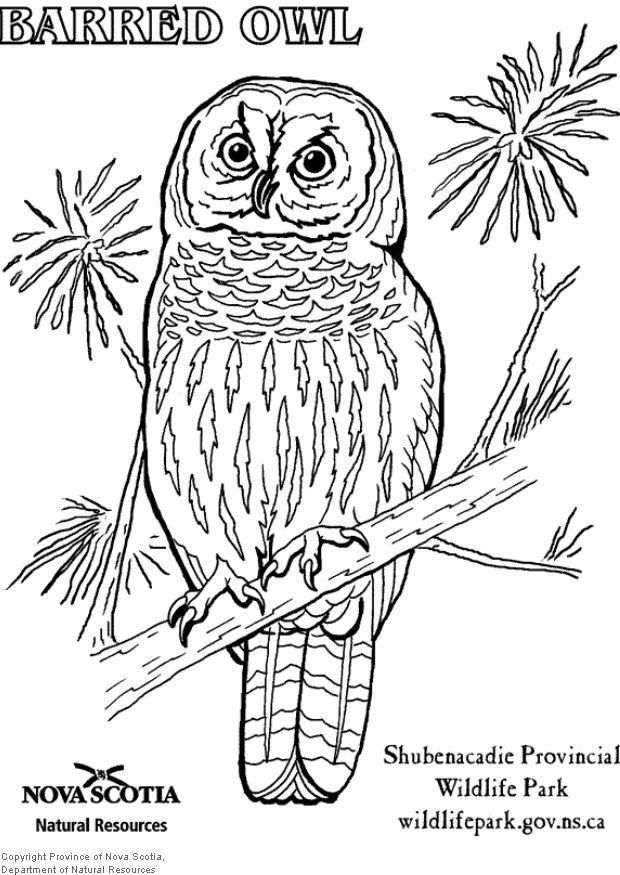 Coloring Page barred owl - free printable coloring pages - Img 6003