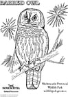 Coloring page barred owl