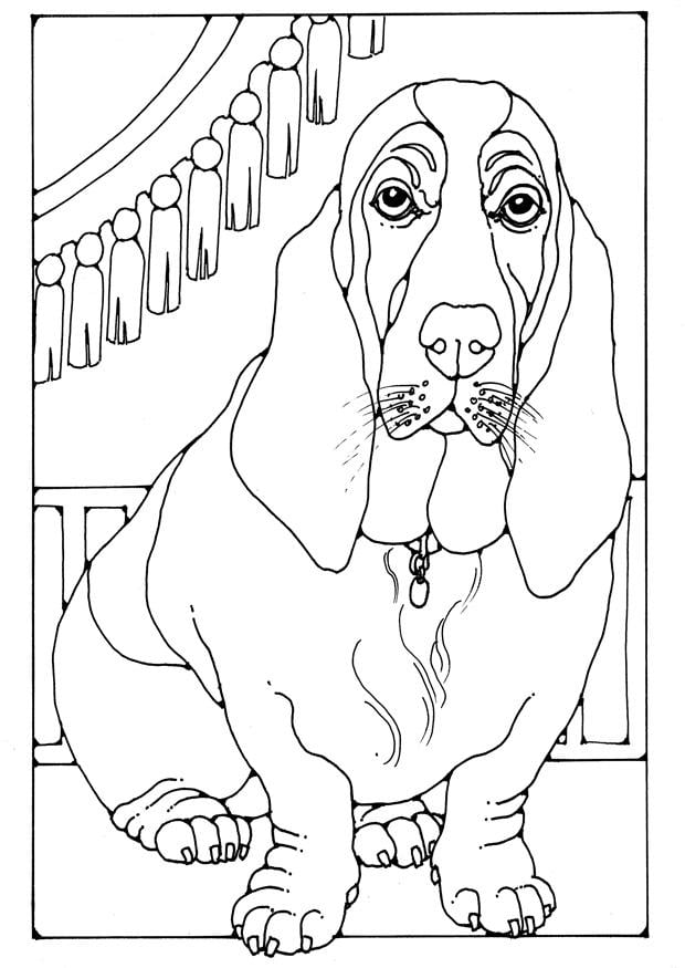 Coloring page basset