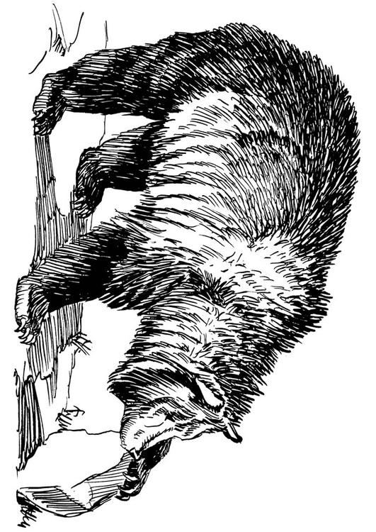 bear