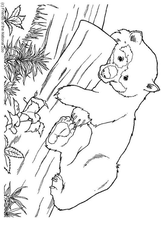 bear
