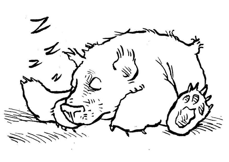 Coloring page  sleeping bear