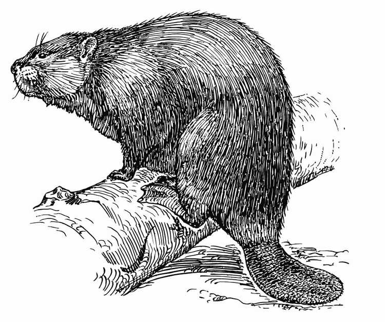 Coloring page beaver