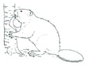 Coloring pages beaver
