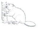 Coloring pages beaver