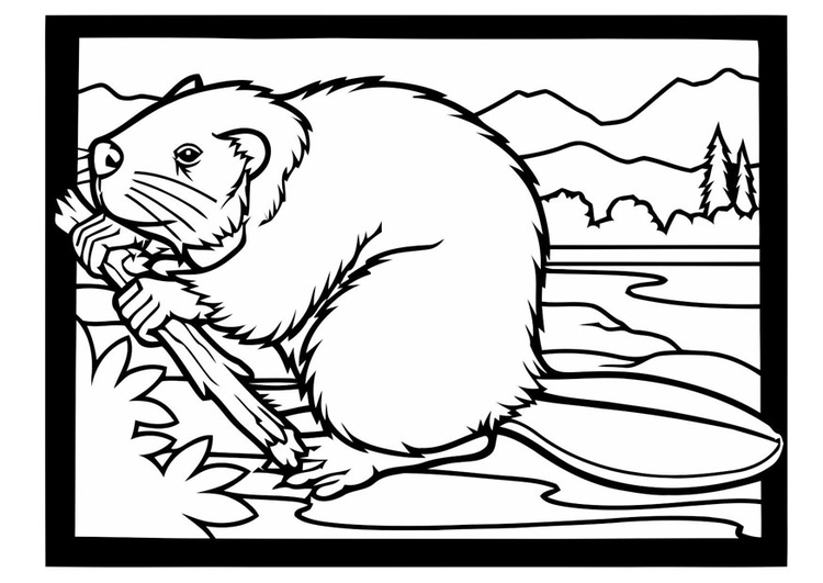 Coloring page beaver with branch
