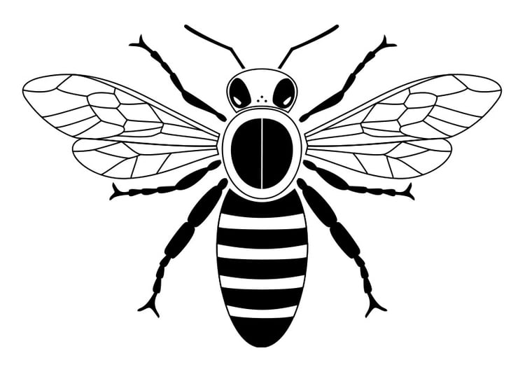 Coloring page bee