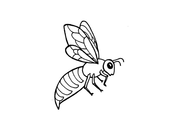 Coloring page bee