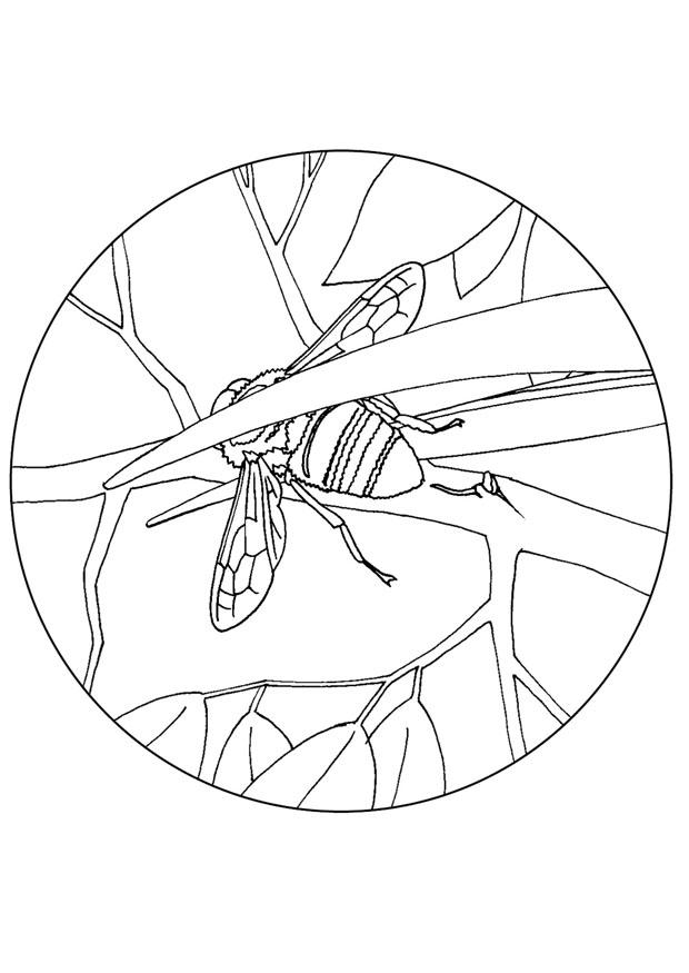 Coloring page bee eater