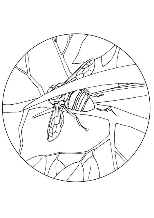 Coloring page bee eater