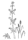 Coloring pages beet corn grain