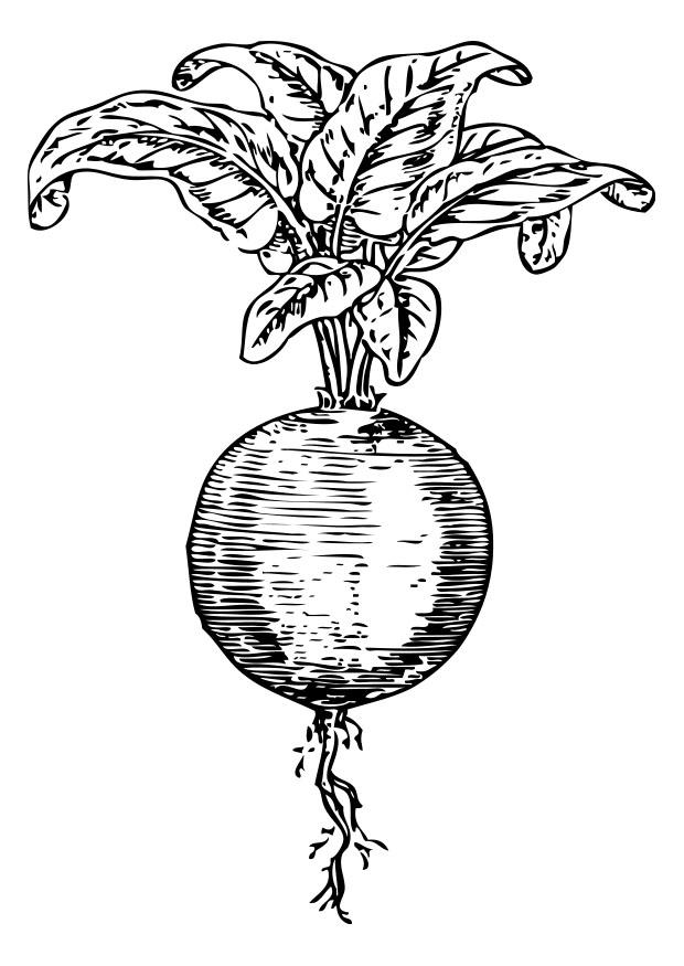 Coloring page beet