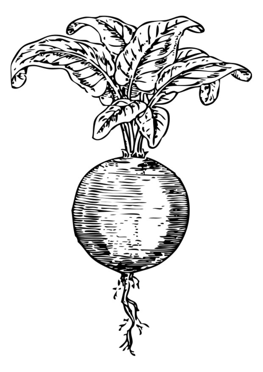 Coloring page beet