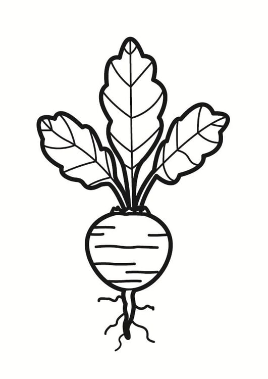 Coloring page beet