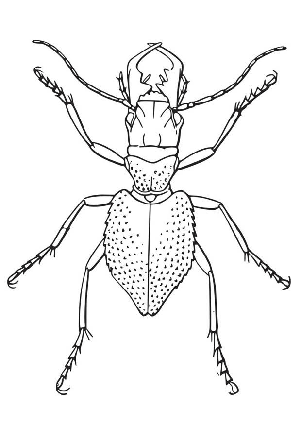 Coloring page Beetle