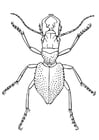 Coloring page Beetle