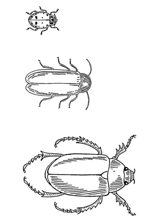 Beetles