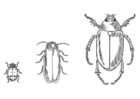 Coloring pages Beetles