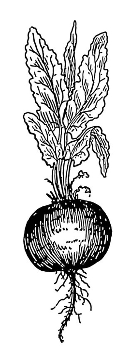 Coloring page Beetroot