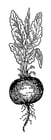Coloring pages Beetroot
