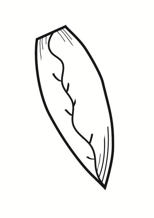 Belgian endive