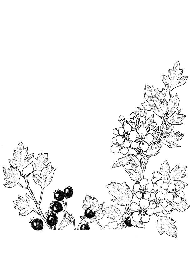 Coloring page berries and blossoms
