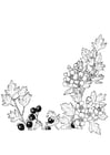 Coloring page berries and blossoms