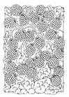 Coloring pages berries