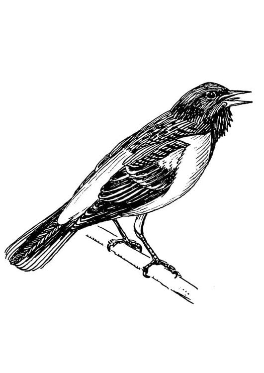bird - Baltimore Oriole
