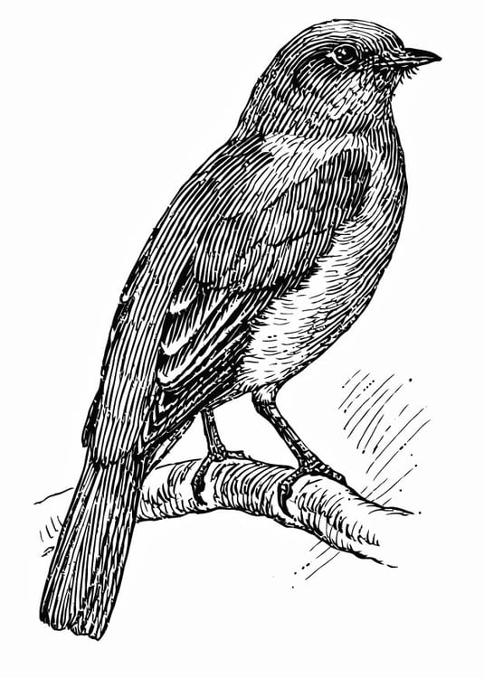 Coloring page bird - bluebird