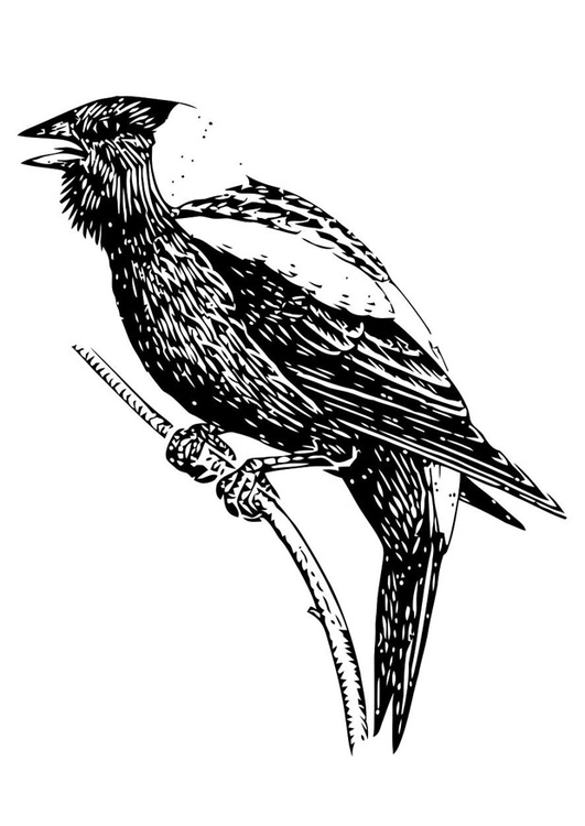 Coloring page bird