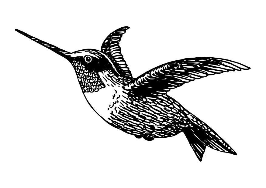 Coloring page bird - hummingbird