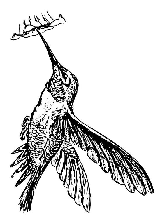 bird - Hummingbird